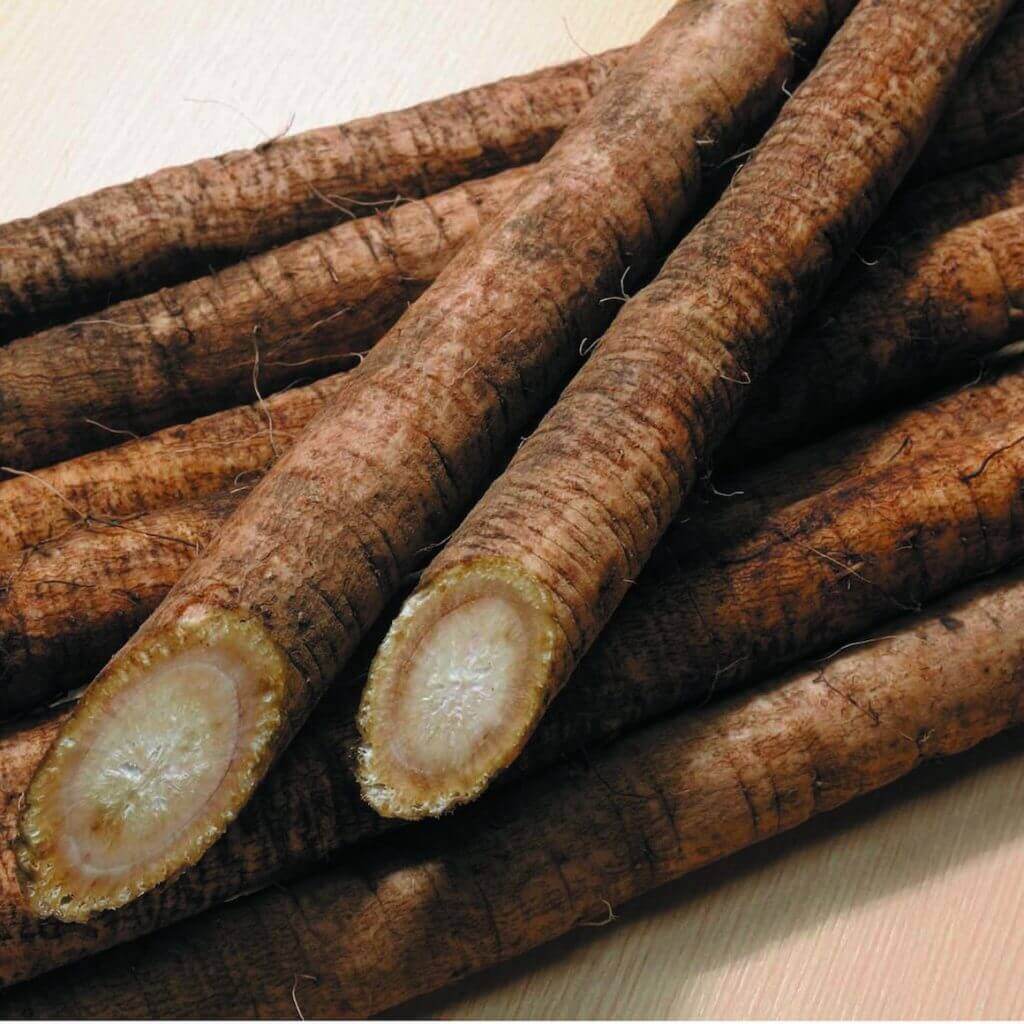 Gobou (Burdock Root) / TOWADA CITY