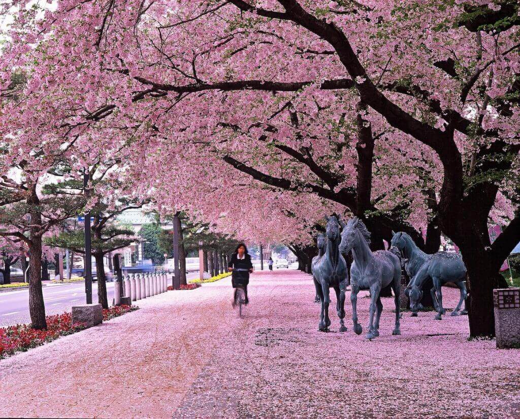 Towada City Government Office Street (Koma-kaido)