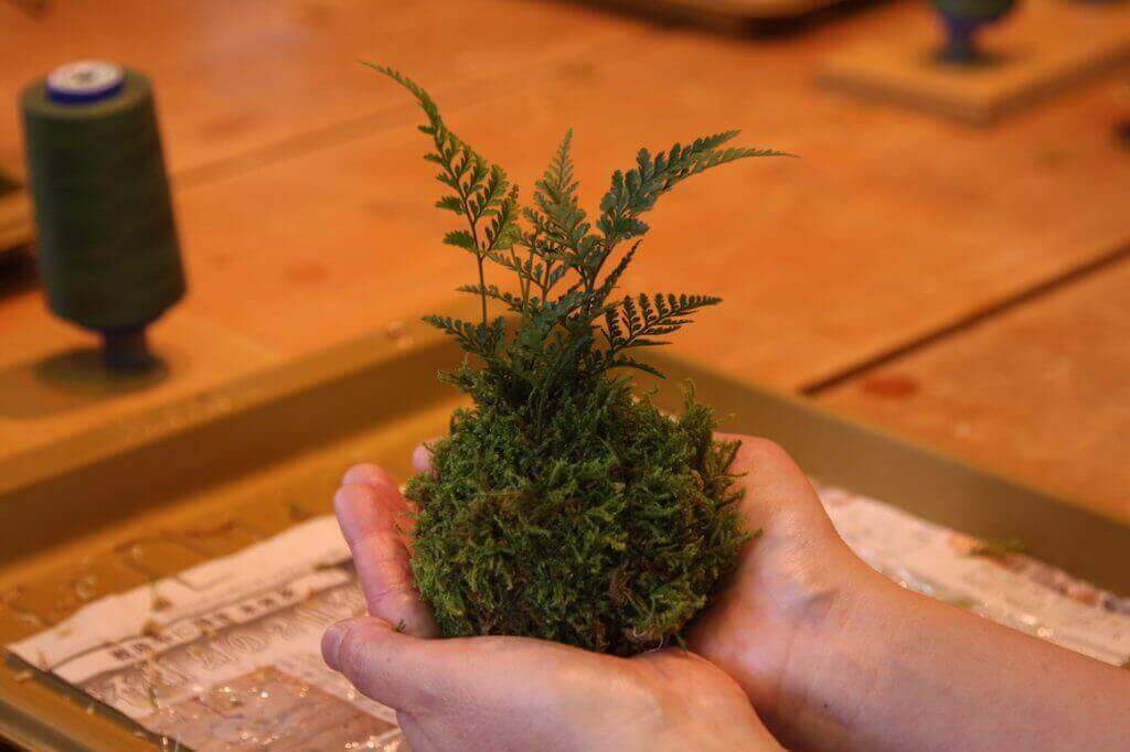 Moss ball / TOWADA CITY